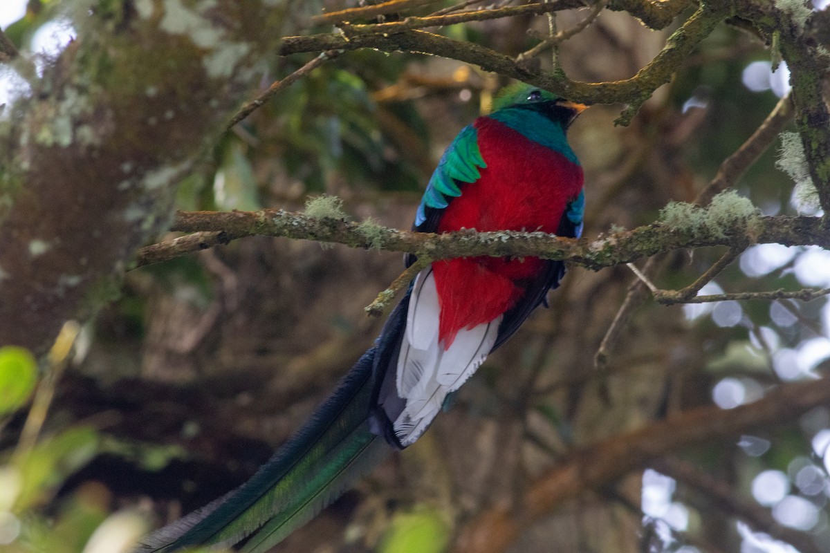 Resplendent Quetzal - ML646676523