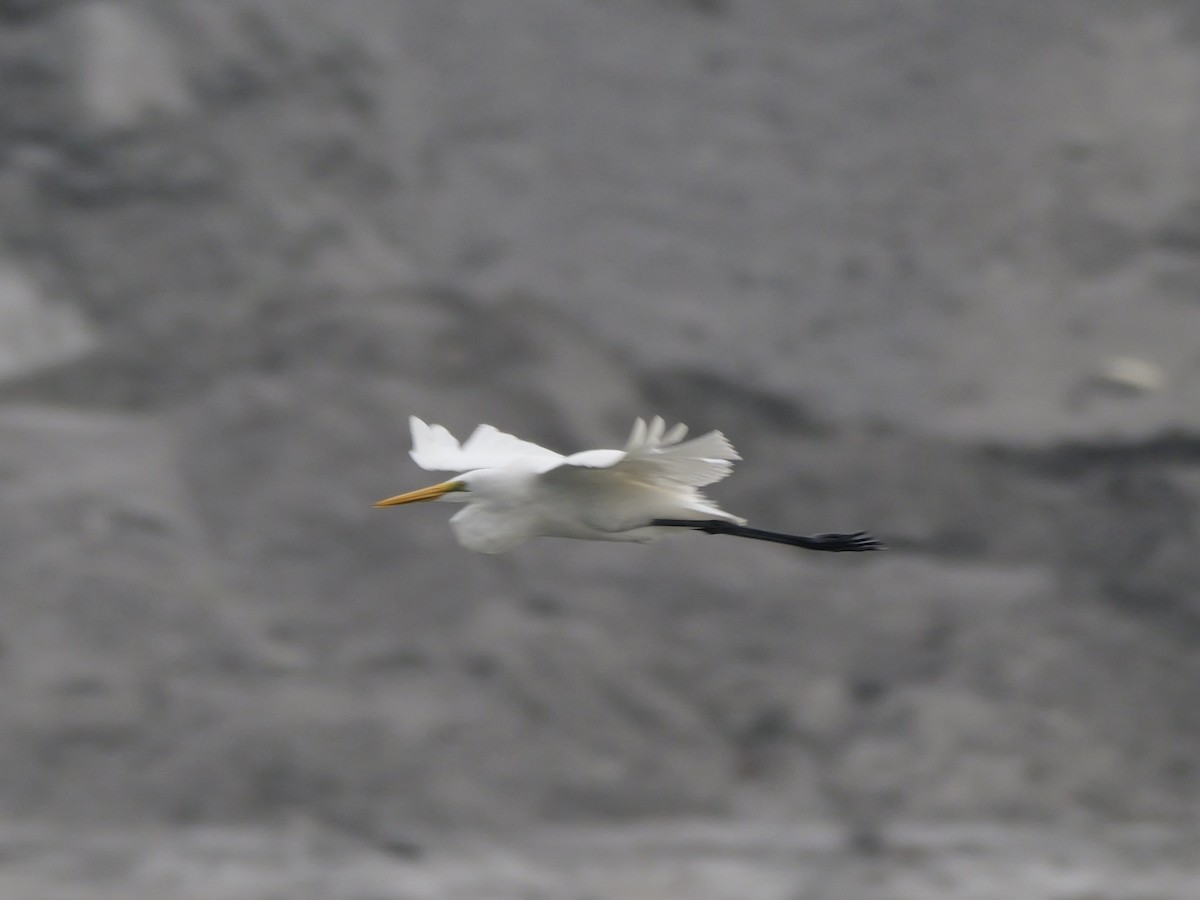 Grande Aigrette - ML646676526