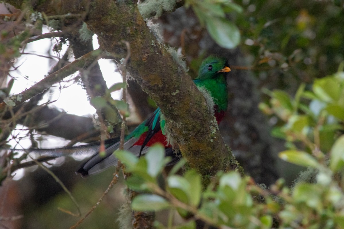 Resplendent Quetzal - ML646676527