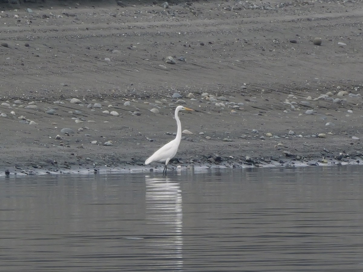 Great Egret - ML646676528