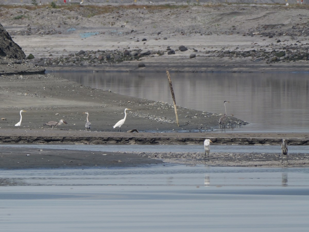 Héron cendré - ML646676530