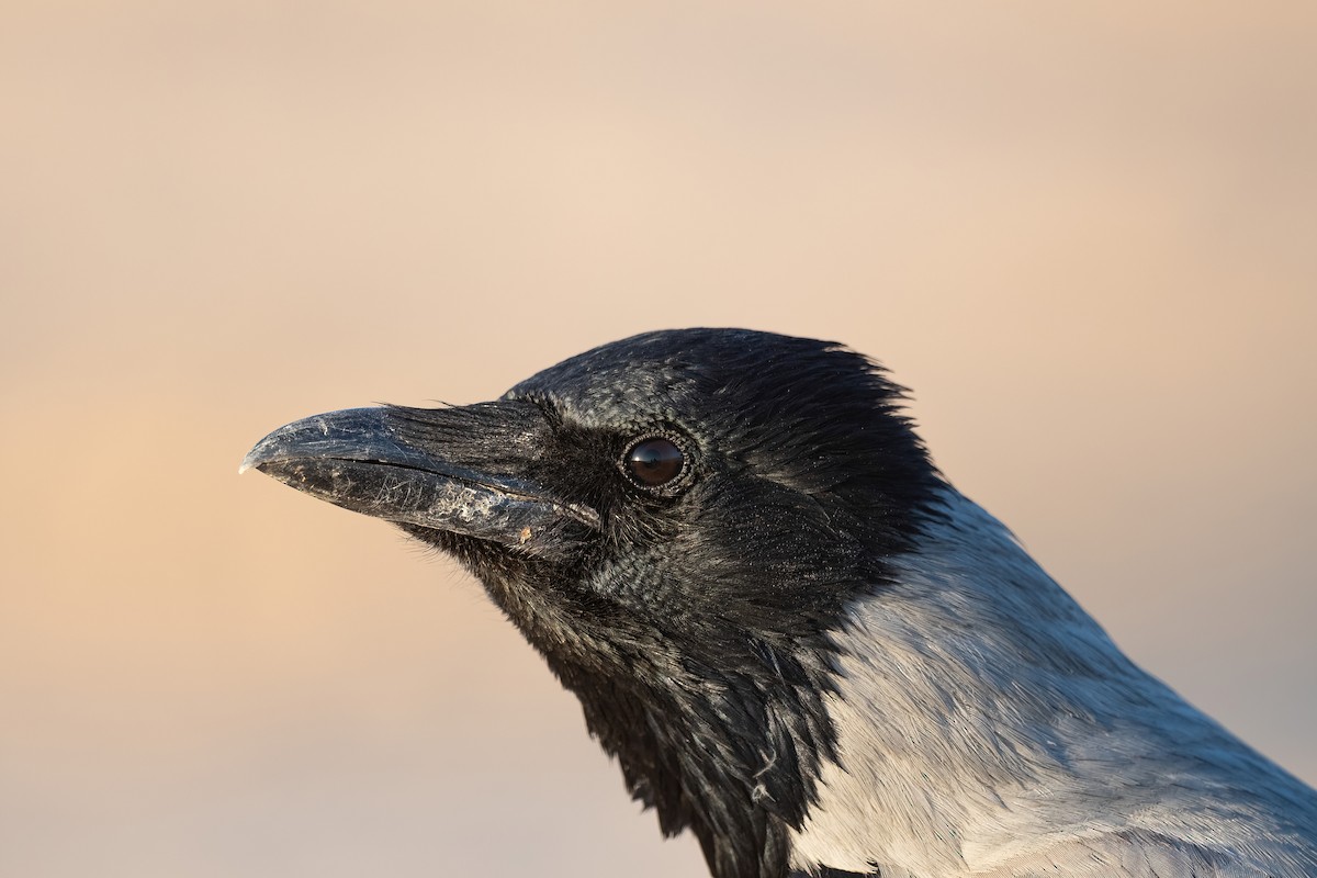 Hooded Crow - ML646676531