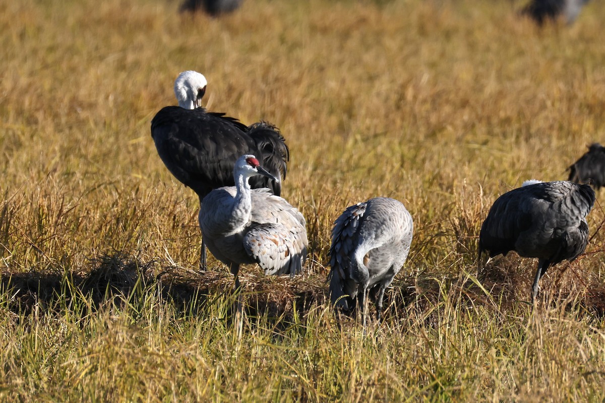 kanadatrane - ML646676535