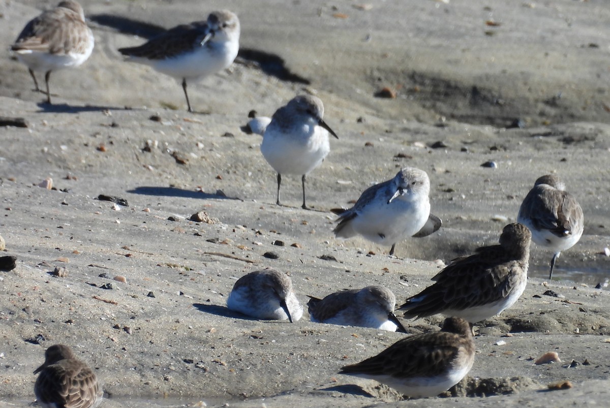 Gambecchio dell'Alaska - ML646676536