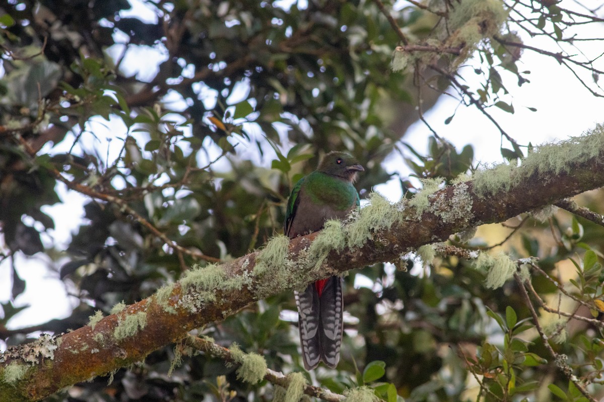 Resplendent Quetzal - ML646676539