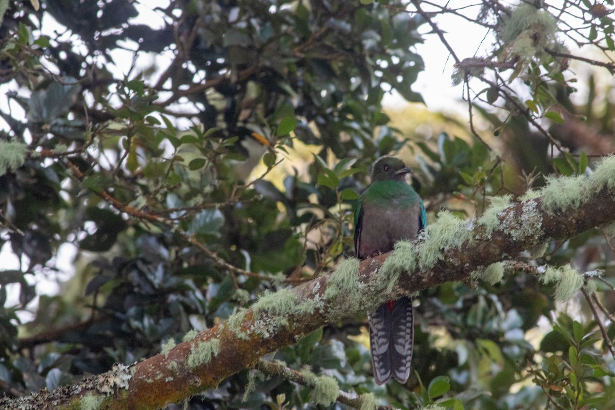 Resplendent Quetzal - ML646676540