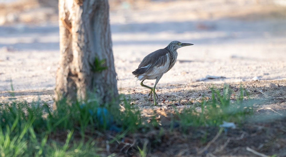 Squacco Heron - ML646676541