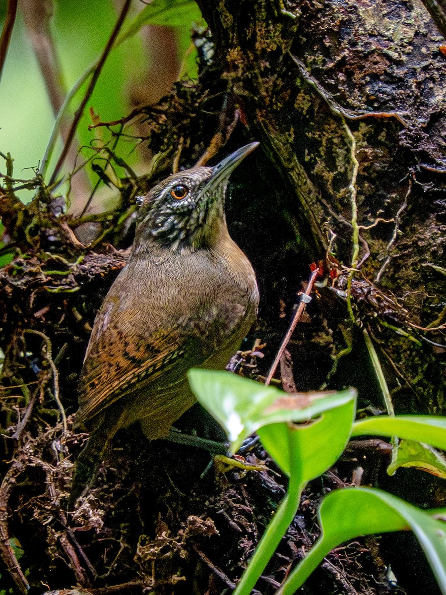 Stripe-throated Wren - ML646676543