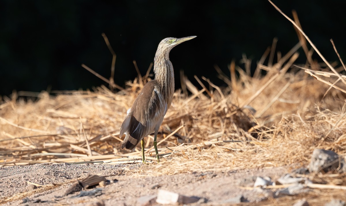 Squacco Heron - ML646676544