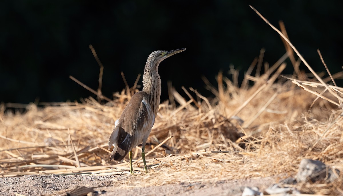 Squacco Heron - ML646676545