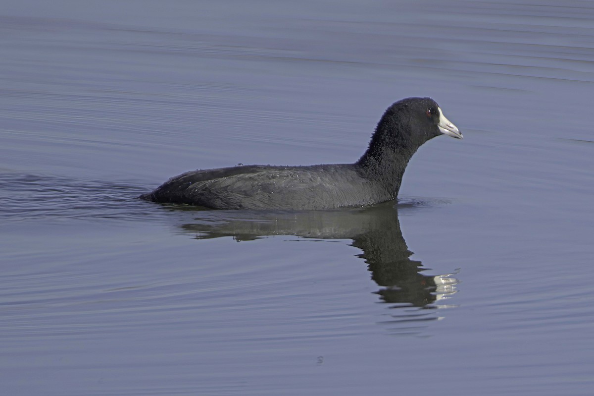 American Coot - ML646676546