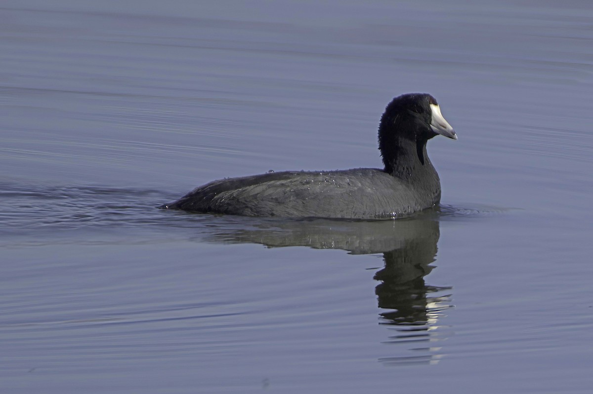 Focha Americana - ML646676547