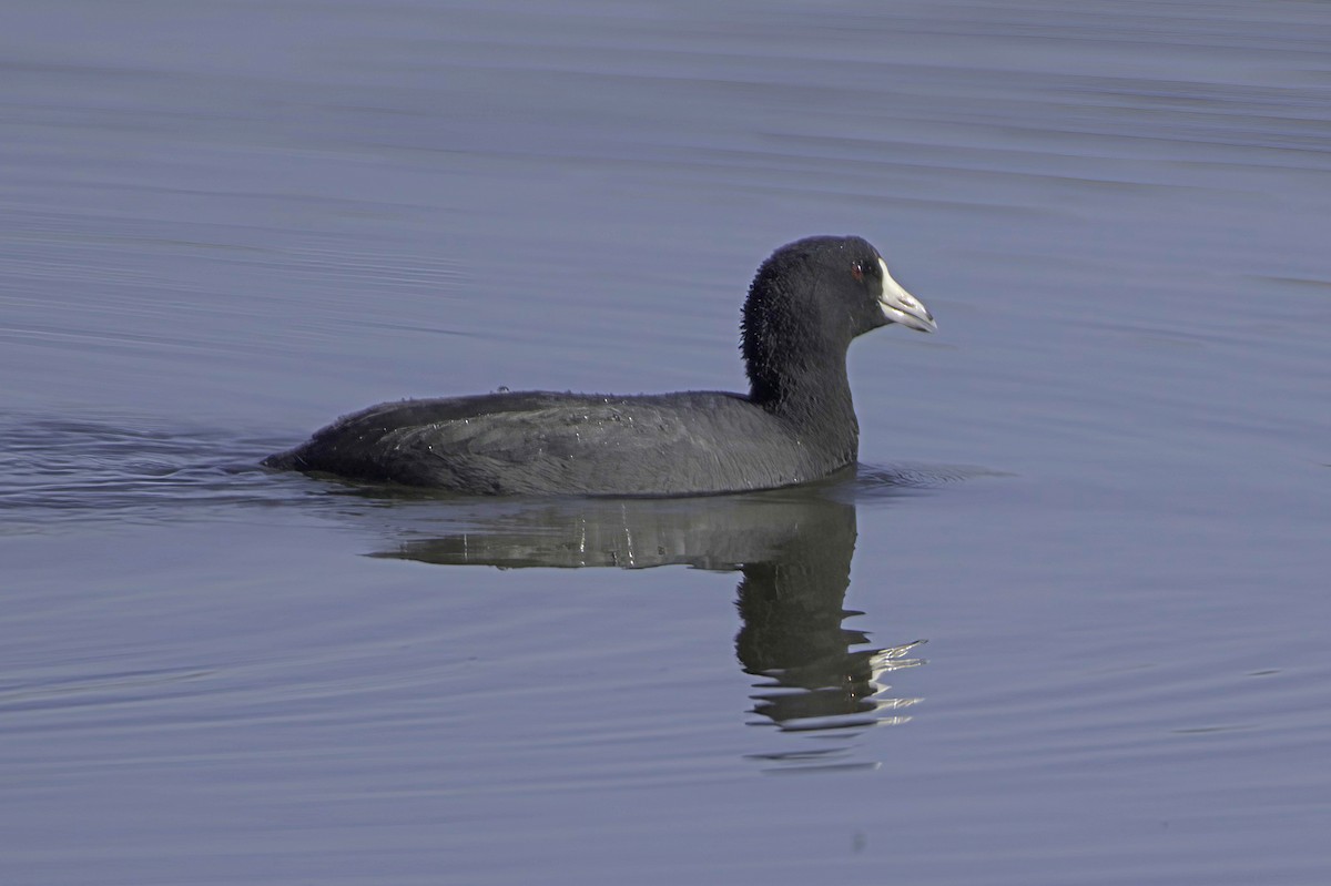 American Coot - ML646676548