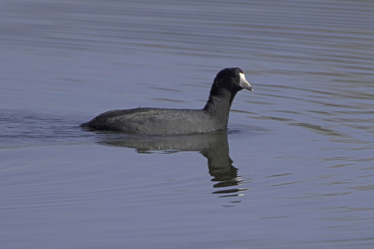 American Coot - ML646676549