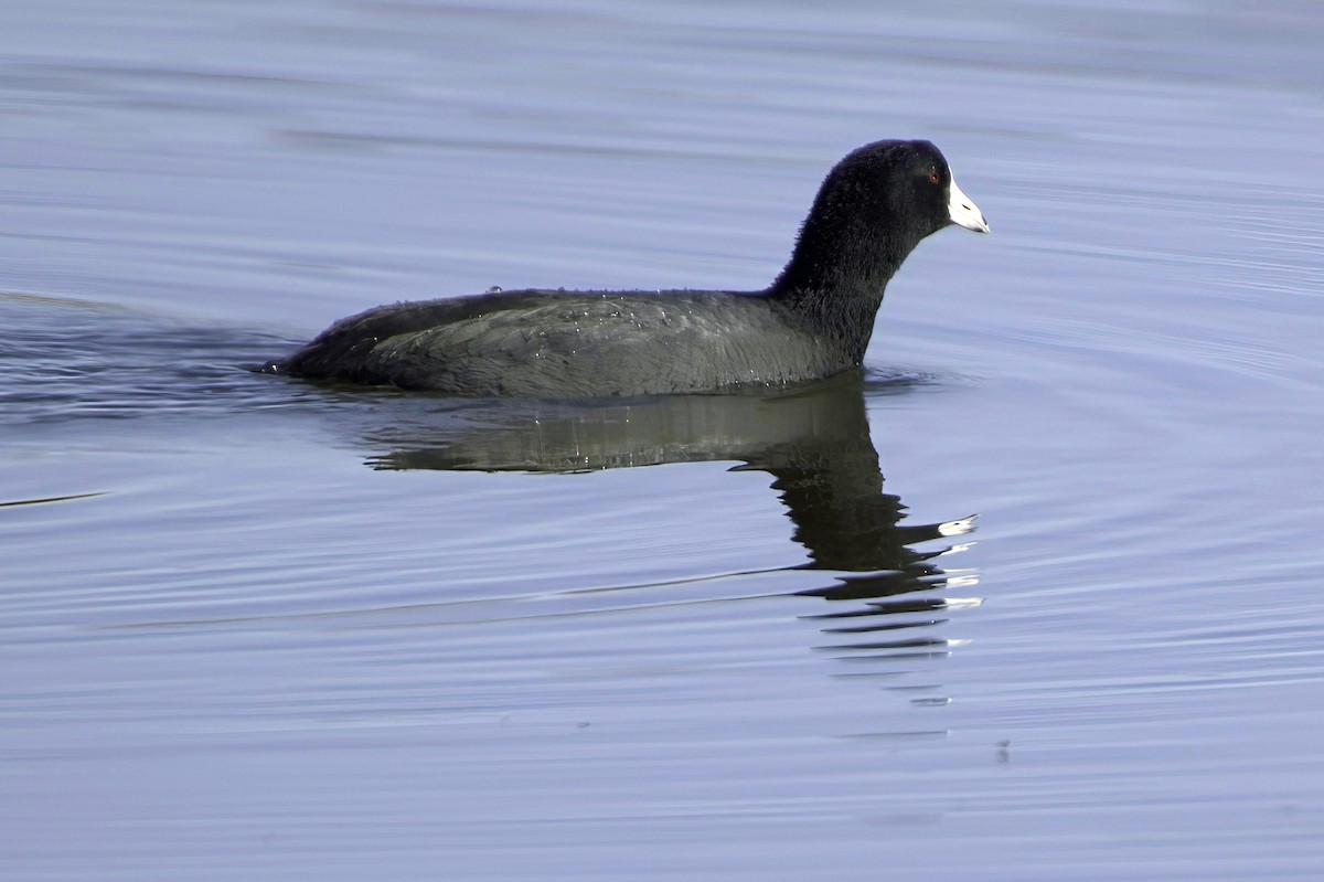 American Coot - ML646676550