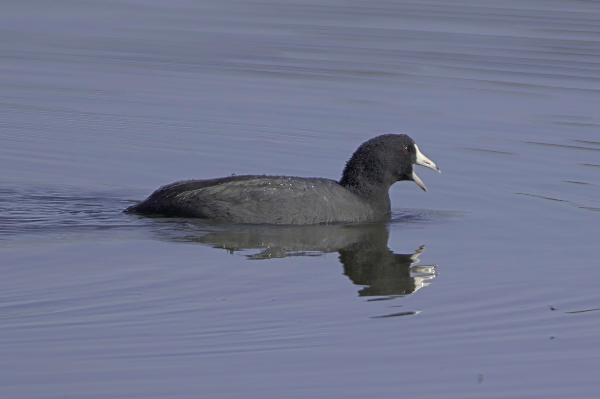 American Coot - ML646676551