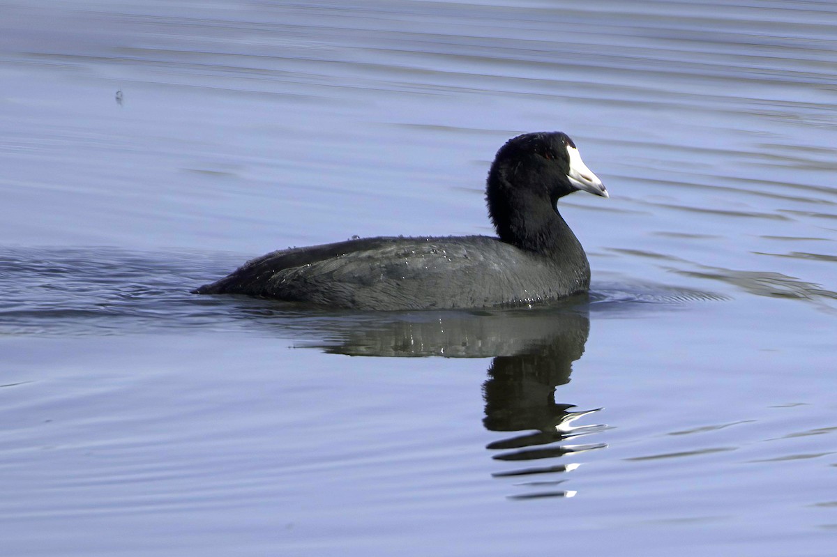 American Coot - ML646676552