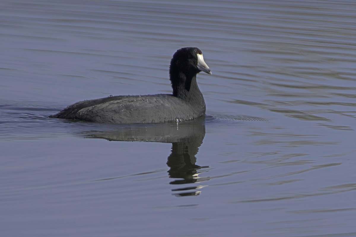 American Coot - ML646676553