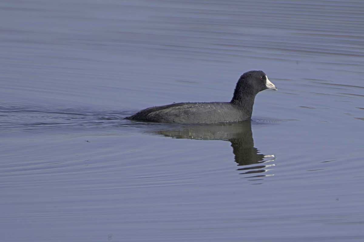 American Coot - ML646676554