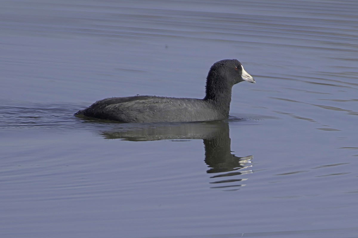 American Coot - ML646676555