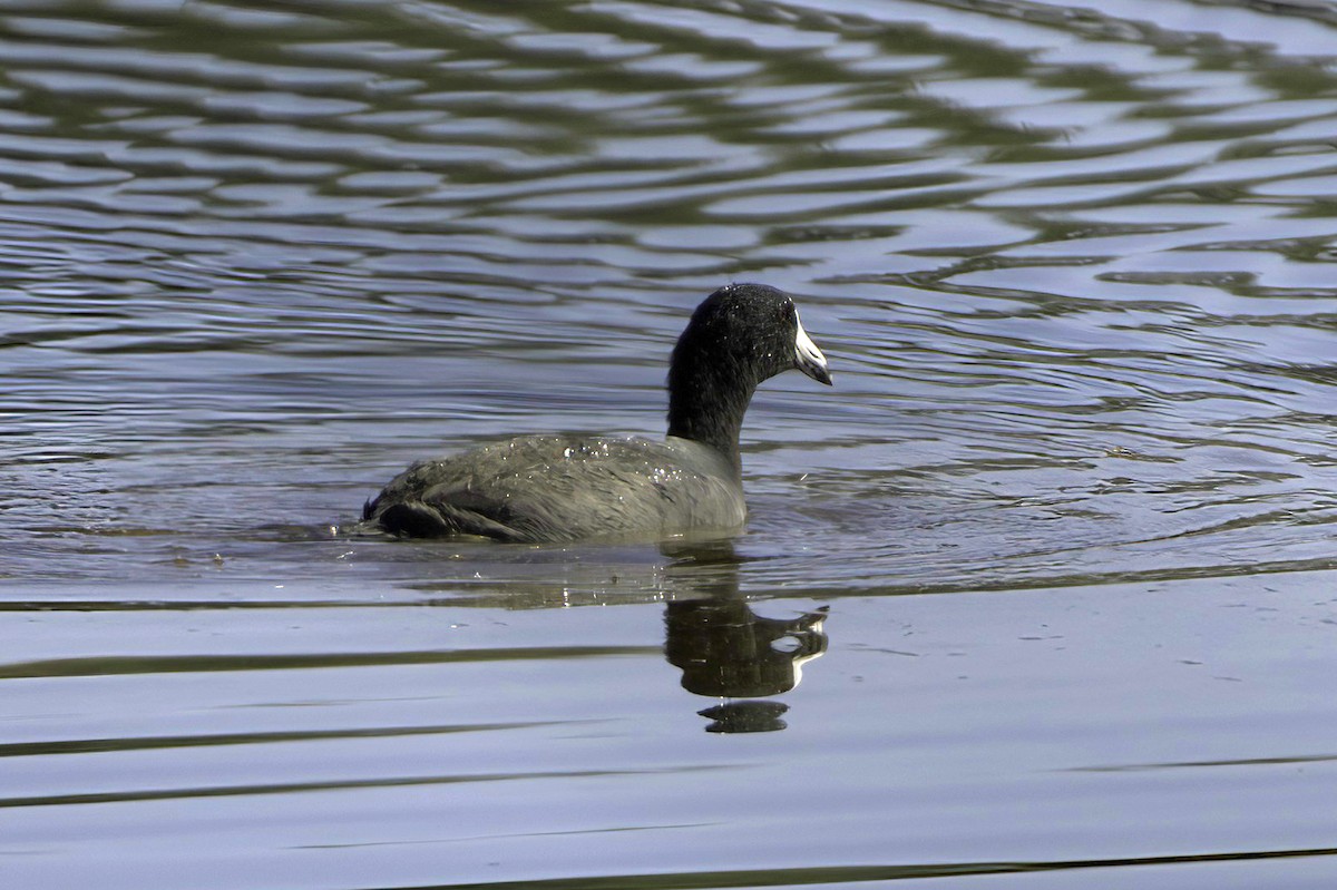 American Coot - ML646676556