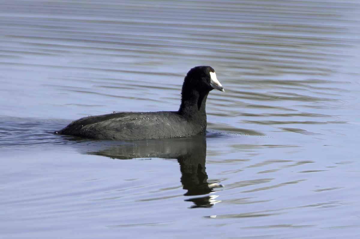 American Coot - ML646676557
