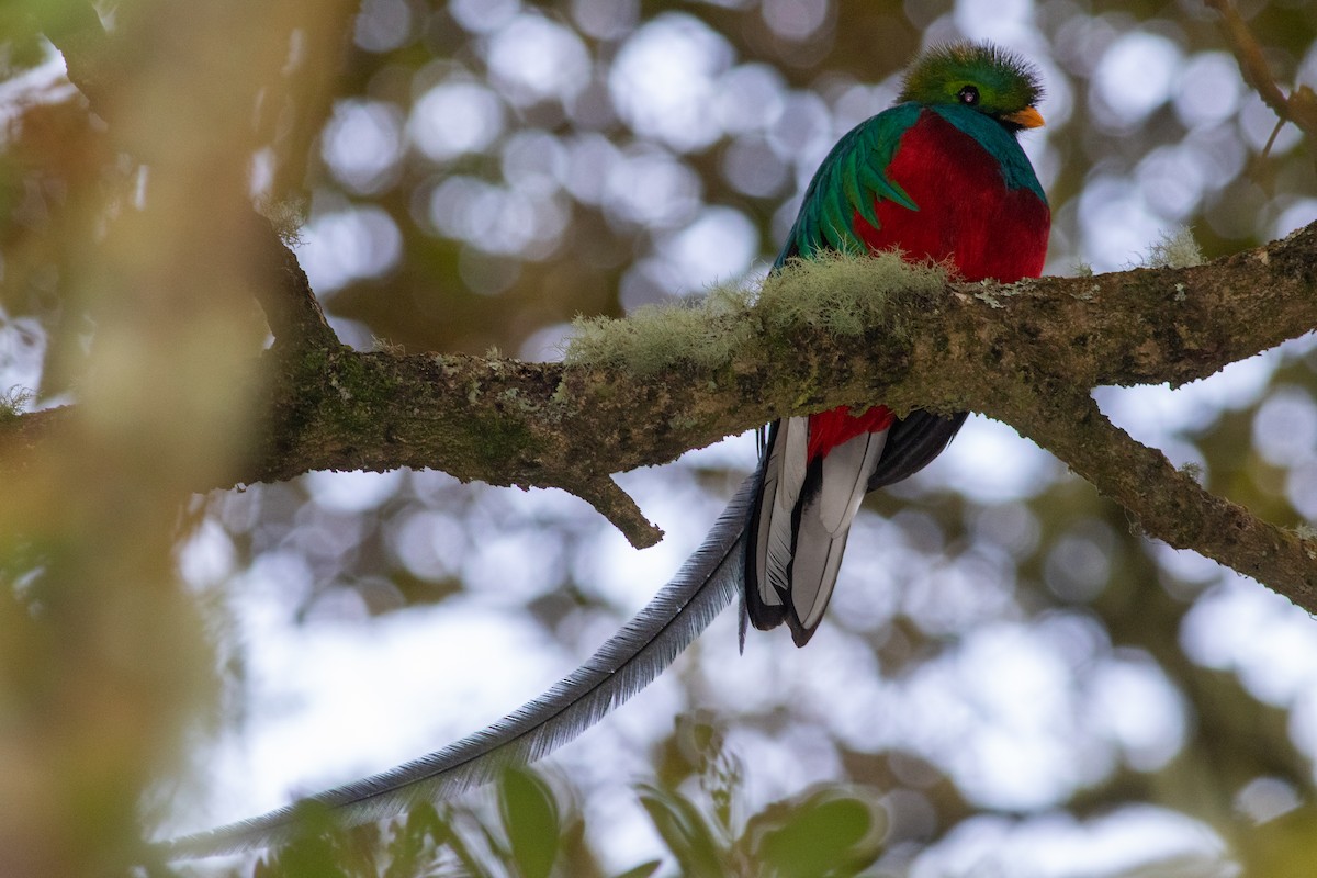 Resplendent Quetzal - ML646676558