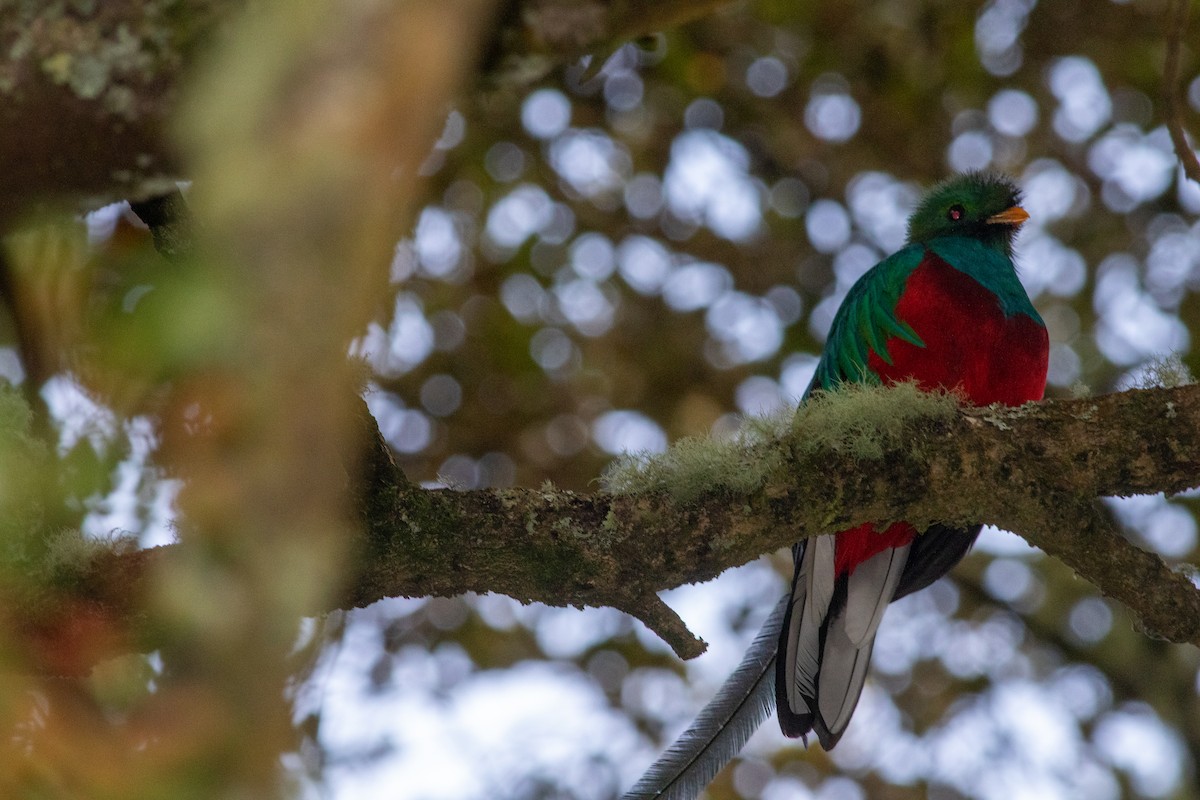 Resplendent Quetzal - ML646676559
