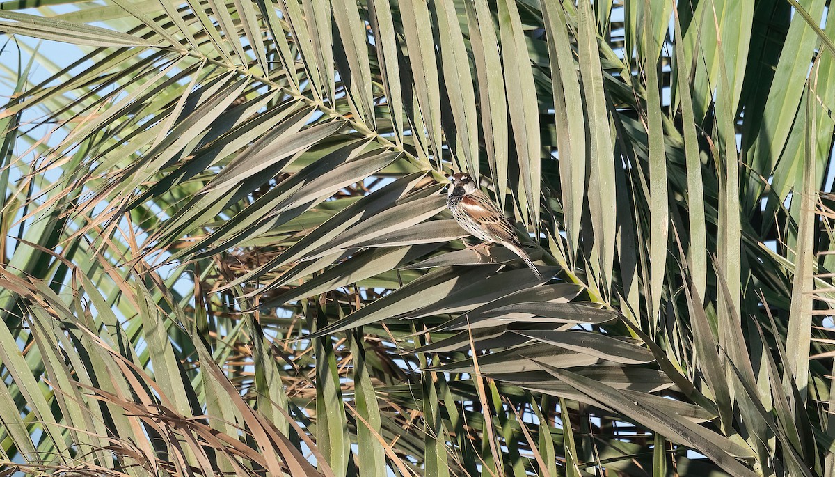 Spanish Sparrow - ML646676560