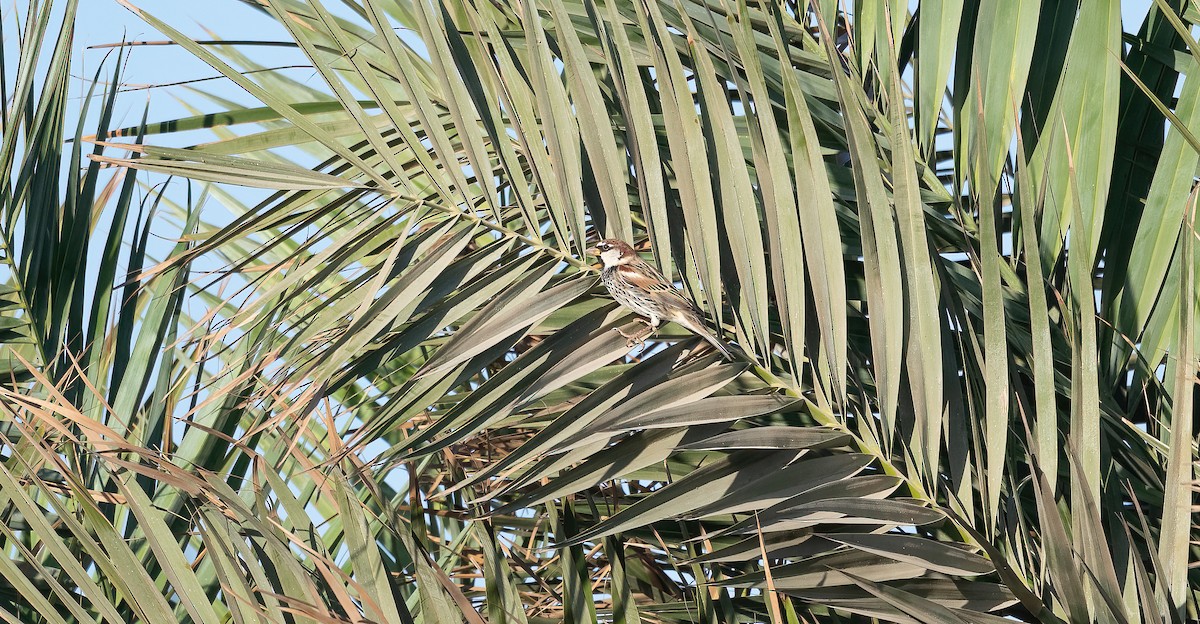 Spanish Sparrow - ML646676561