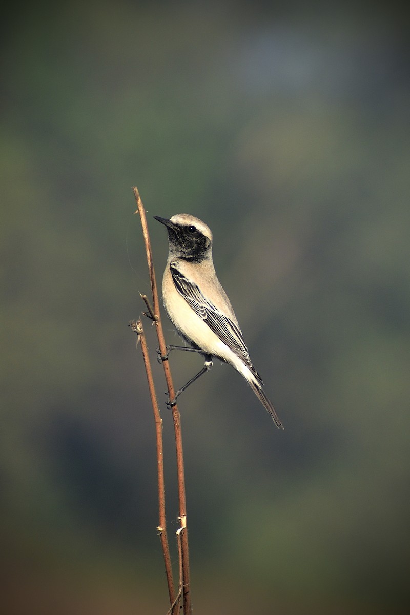 Basamortuko buztanzuria - ML646676562