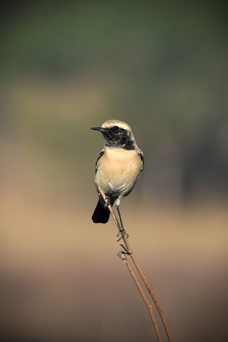 Basamortuko buztanzuria - ML646676563