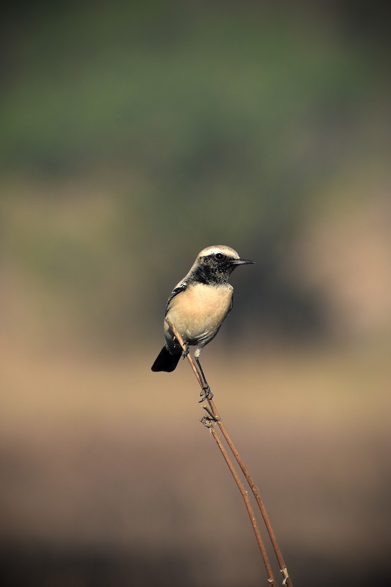 Basamortuko buztanzuria - ML646676564