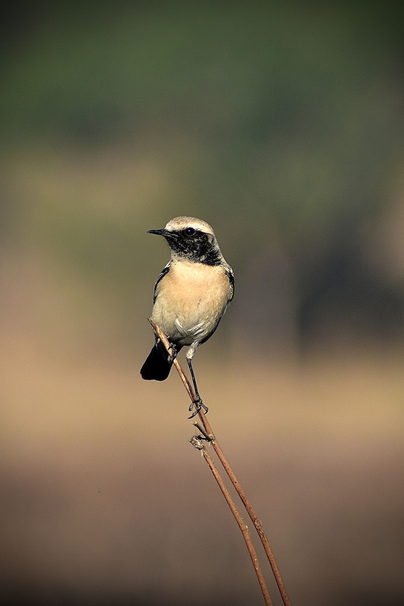 Basamortuko buztanzuria - ML646676565