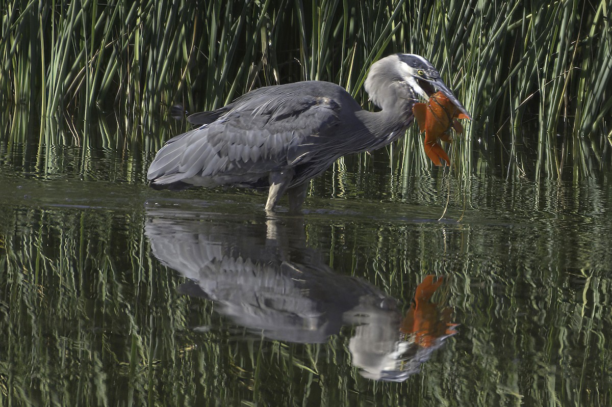 Great Blue Heron - ML646676567