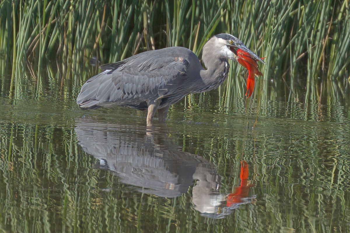 Great Blue Heron - ML646676568