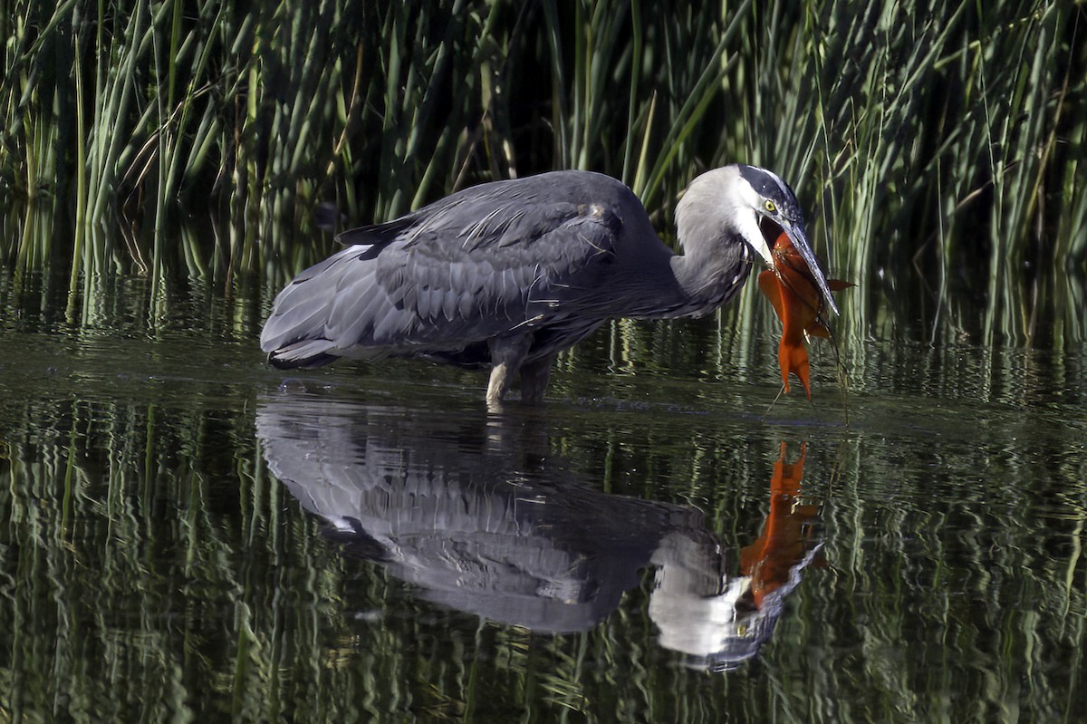 Great Blue Heron - ML646676569