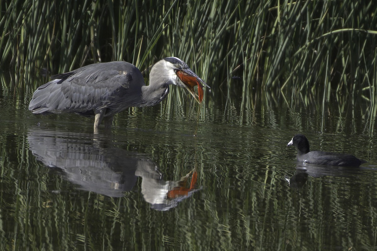 Great Blue Heron - ML646676570