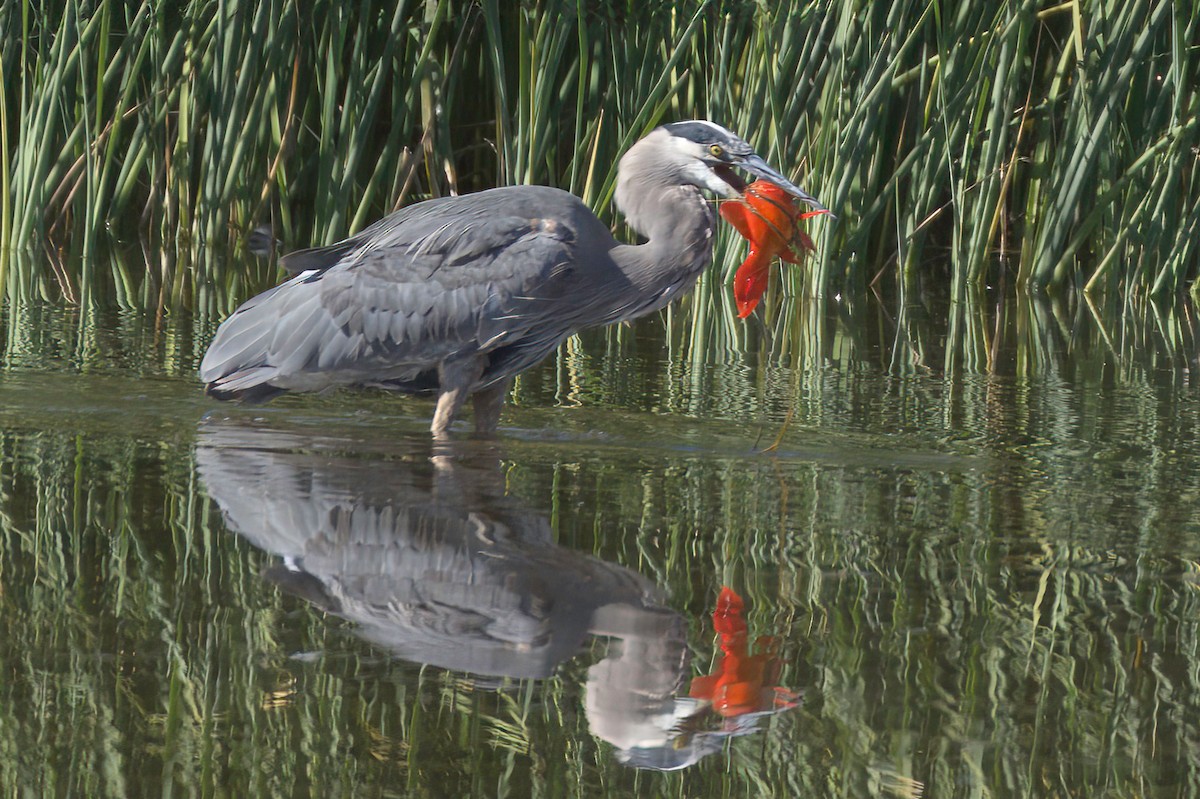 Great Blue Heron - ML646676572