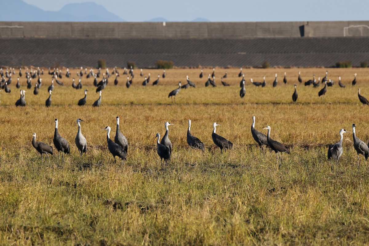 hvithodetrane - ML646676573