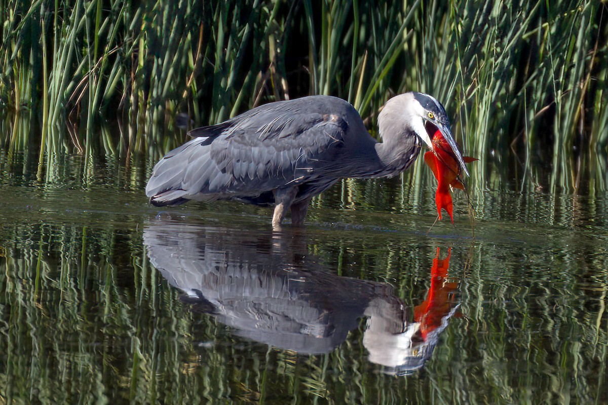 Great Blue Heron - ML646676575