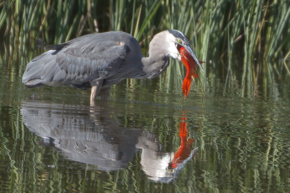 Great Blue Heron - ML646676576