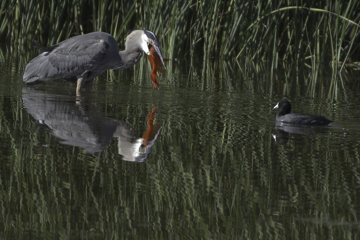 Great Blue Heron - ML646676577