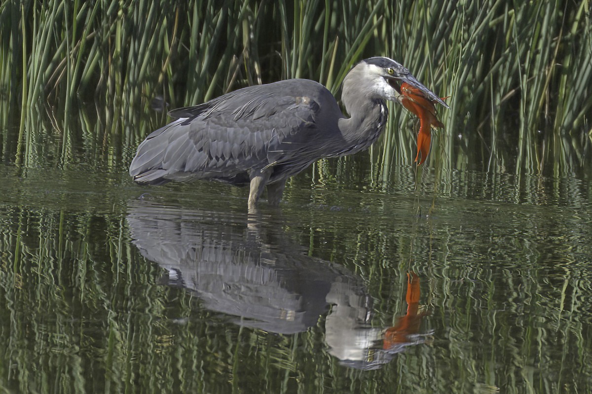 Great Blue Heron - ML646676578