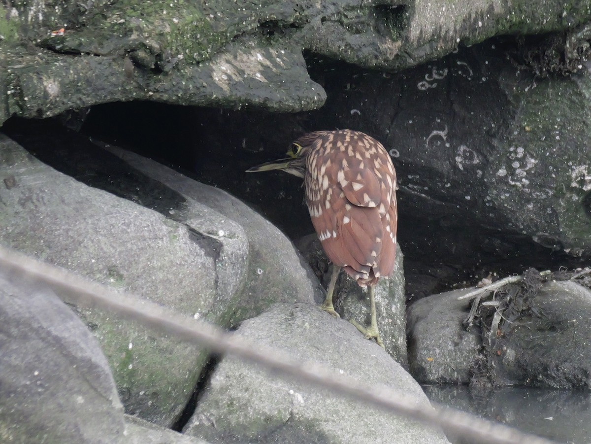 Bihoreau cannelle - ML646676579