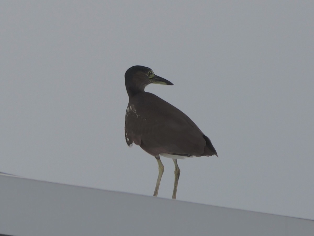 Bihoreau cannelle - ML646676580