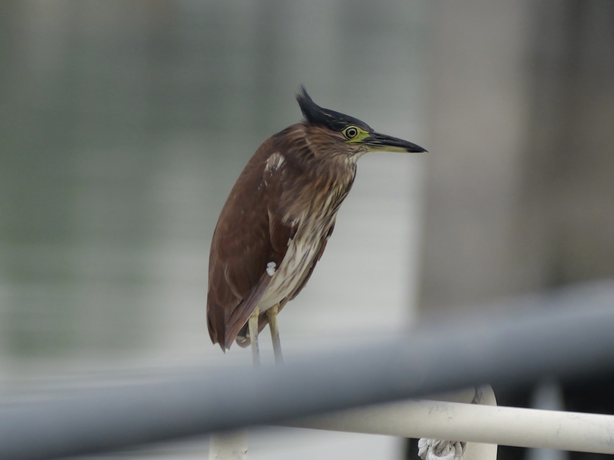 Bihoreau cannelle - ML646676581