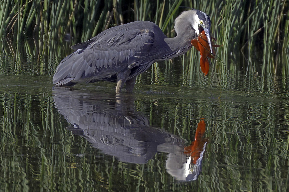 Great Blue Heron - ML646676582