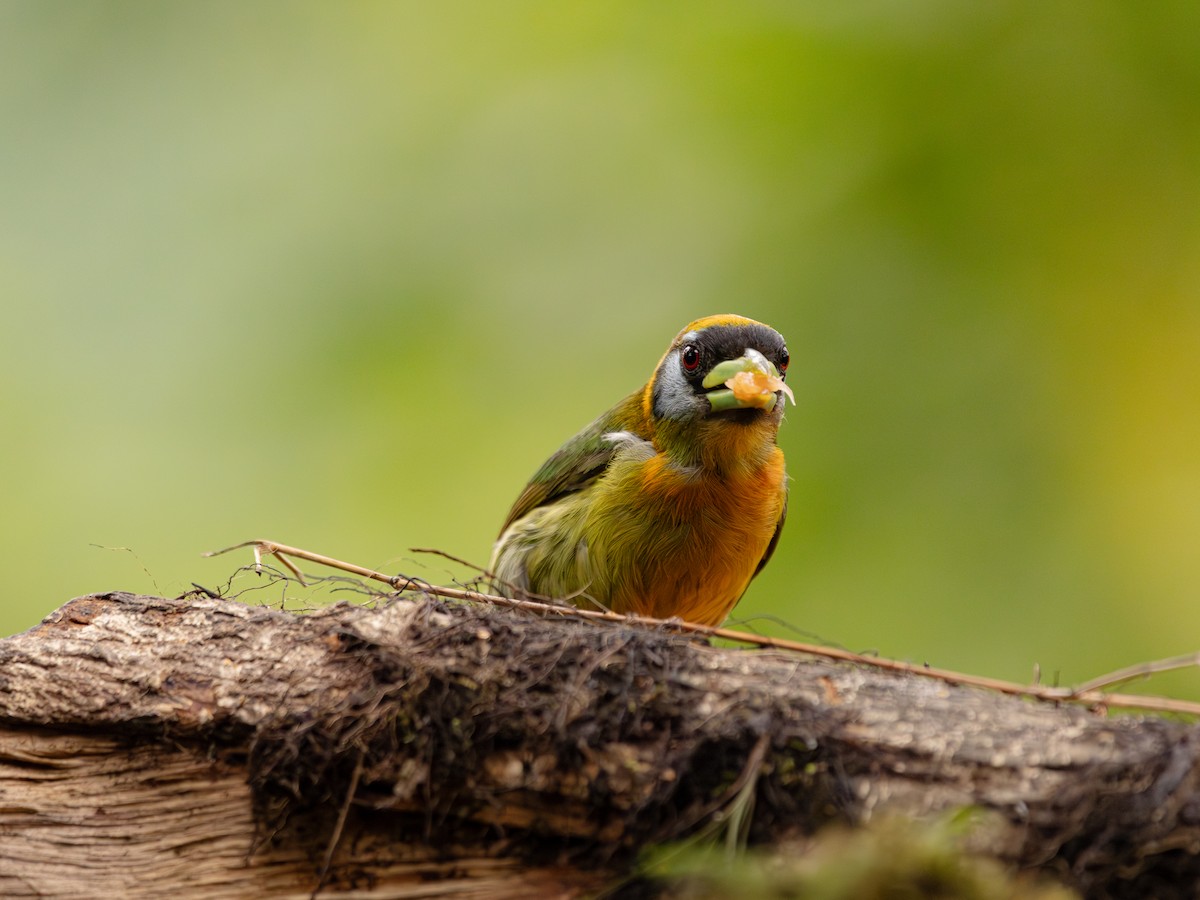 Red-headed Barbet - ML646676583
