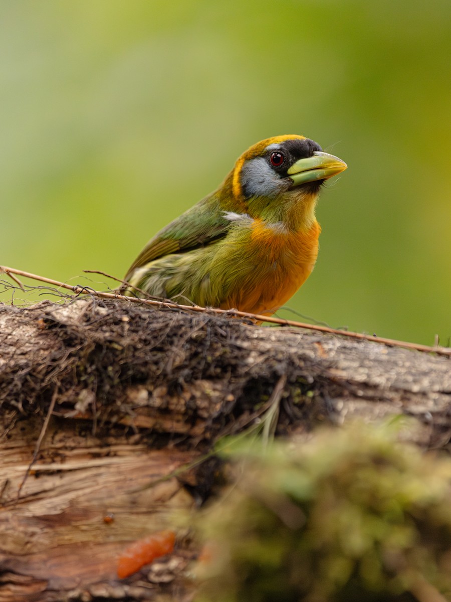 Red-headed Barbet - ML646676584